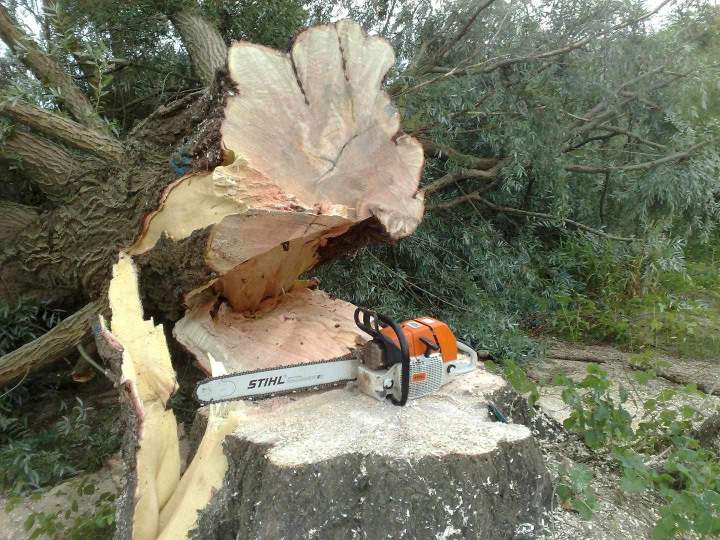 Abattage arbre sécurisé Montargis
