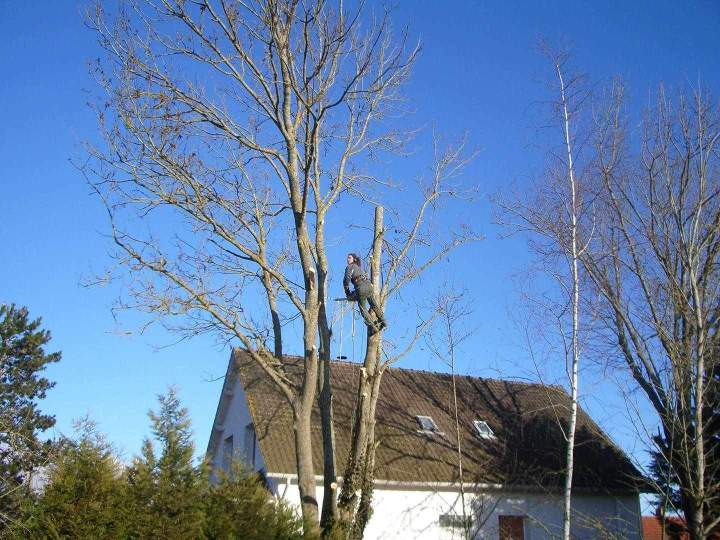 Élagage en hauteur arbre Montargis
