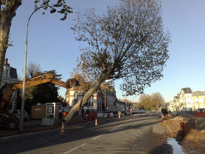 Abattage arbre Montargis
